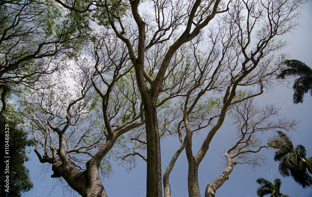 Fototapeta premium Branches of an old banyan tree in Kapaau