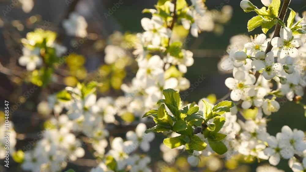white cherry blossoms in full bloom in slow motion white cherry blossoms in full bloom in slow motion