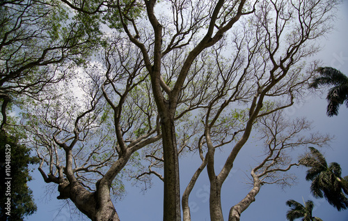 Branches of an old banyan tree in Kapaau