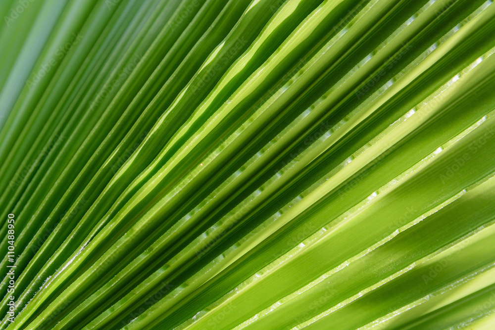 Green leaf of palm tree on blue sky background Green leaf of palm tree on blue sky background