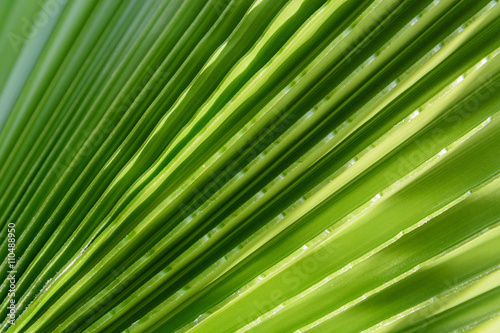 Green leaf of palm tree on blue sky background