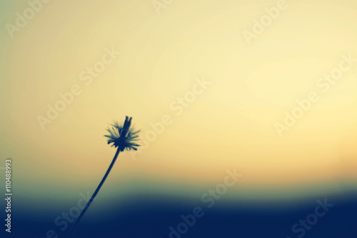 flower Grass blowing in the wind motion blur sky background