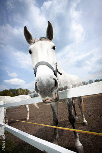 Quadro em tela Close up of white horse with halter yawning