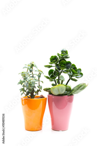 Succulent in Pot isolated on white background.