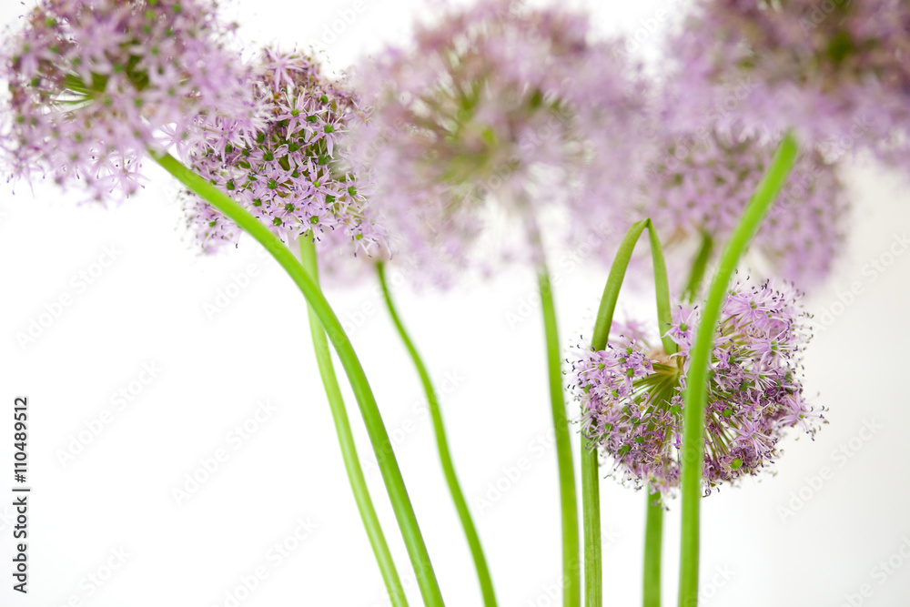 Naklejka premium Pink wedding flower with White background