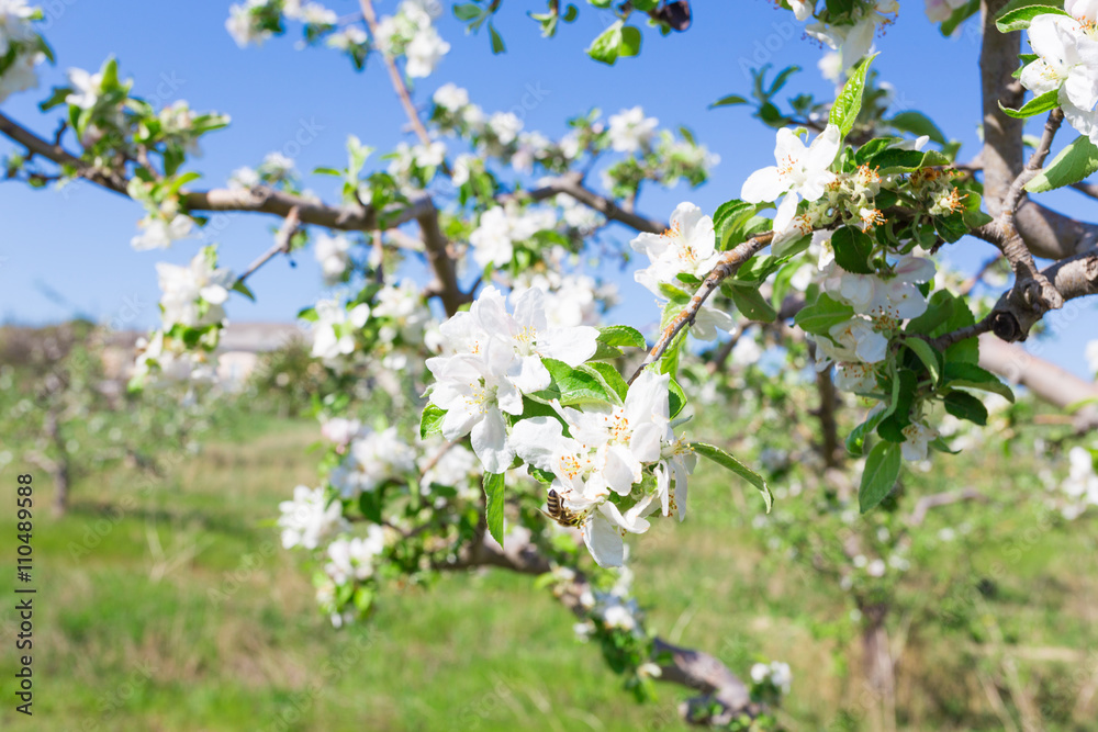 Branch with blossoms Branch with blossoms