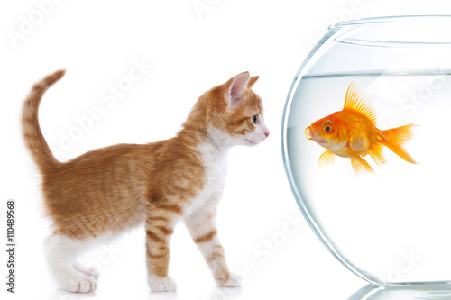 The cat looks at fish in an aquarium