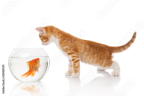Fototapeta Naklejka Na Ścianę i Meble -  Cat and an aquarium with fish