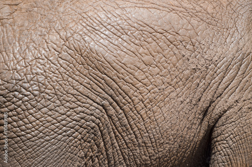 elephant skin - Elefant Haut Textur 