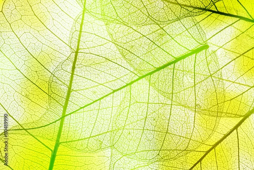 Obraz bliska tekstury liści