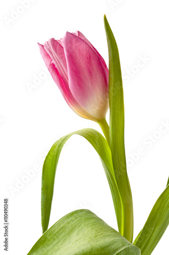 pink tulip on a green stem