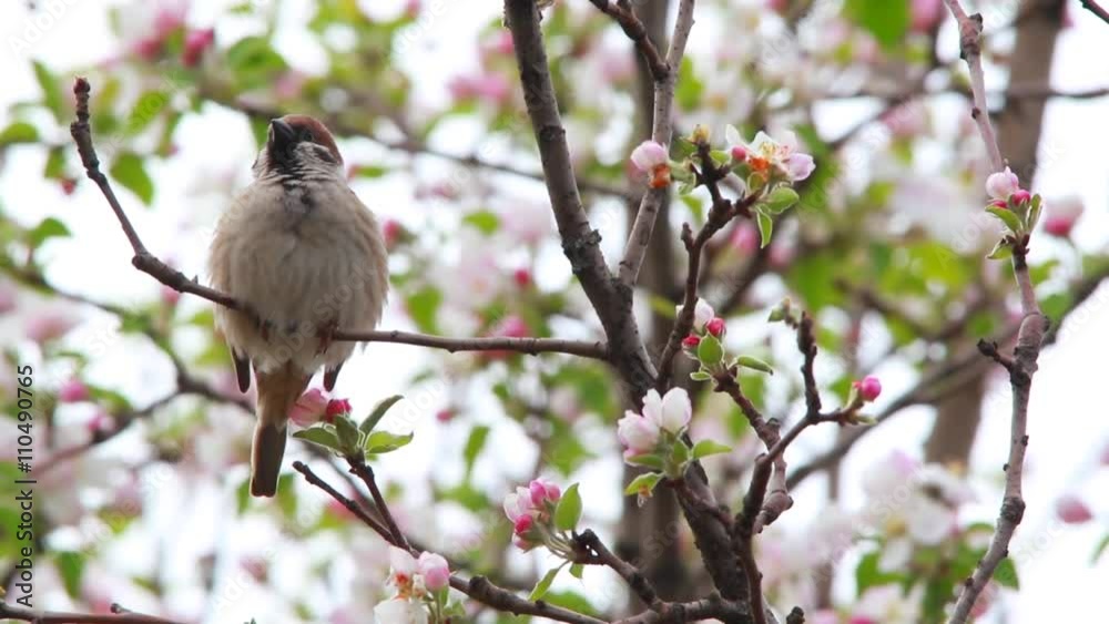 sparrow on a branch of blossoming apple-tree, a live sound sparrow on a branch of blossoming apple-tree, a live sound