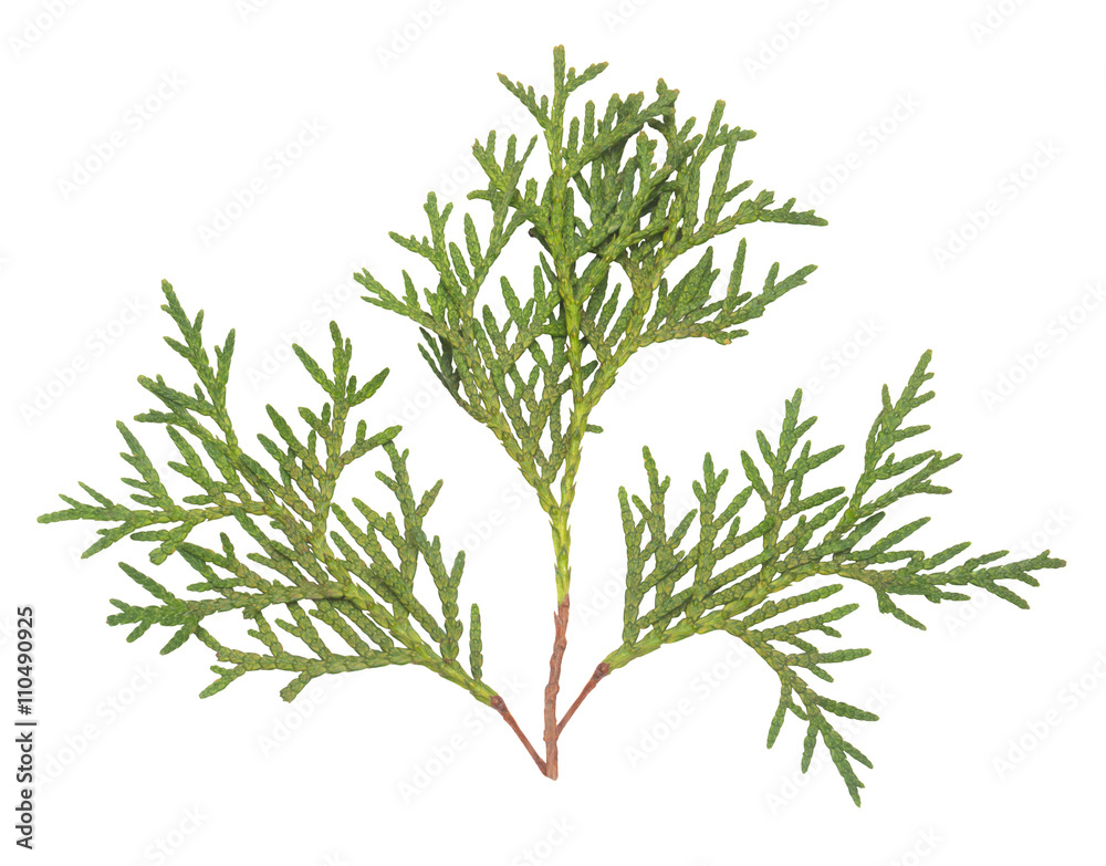 Thuja branches close-up Thuja branches close-up