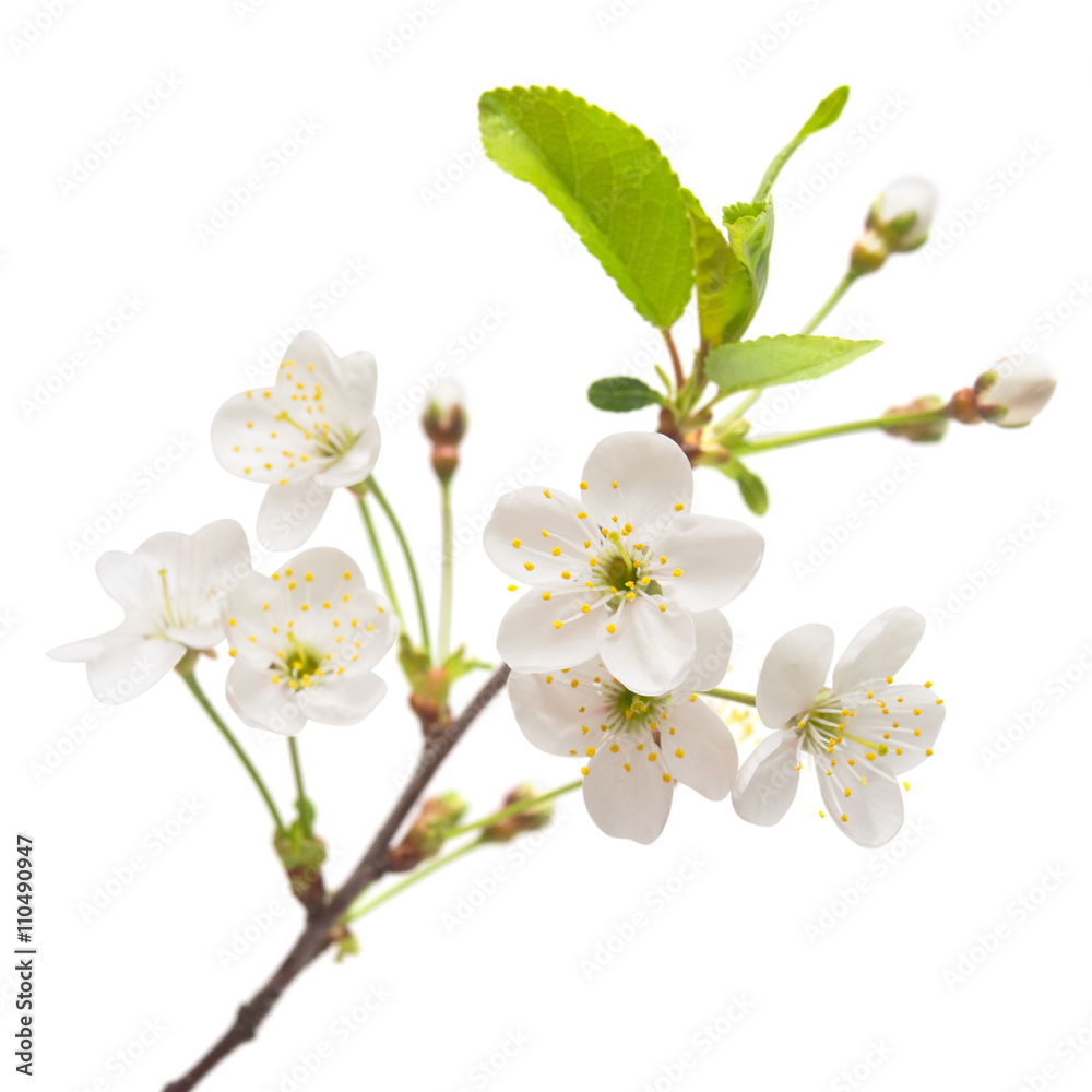A branch of cherry blossoms A branch of cherry blossoms