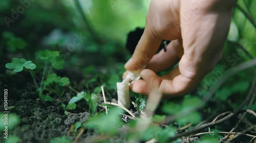 Coprinus comatus. Man cuts mushrooms photo