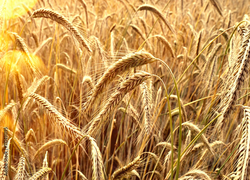 Rye field or wheat field in the sun with defocused background. Selective focus of ears of rye, nature background with copy space. Cereals plants in the sun. 