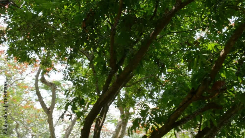 View under Tropical Forest 