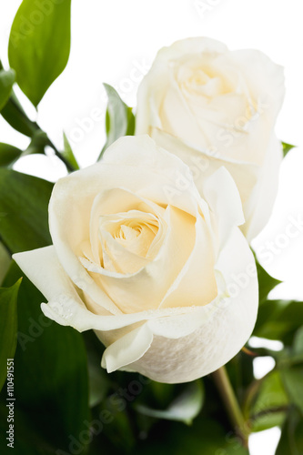 two white roses in close-up image.