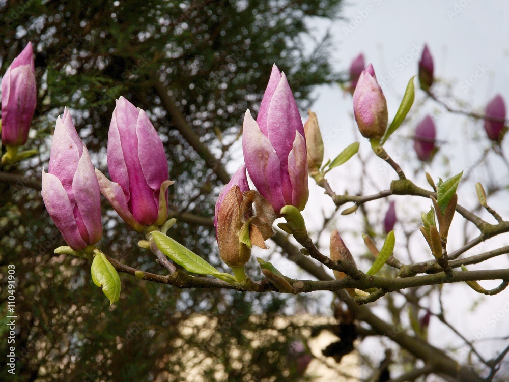 pink flowers of magnolia tree at spring