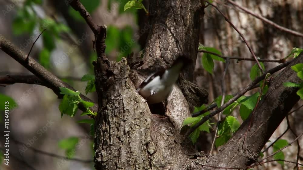 Collared Flycatcher at a nest, live sound