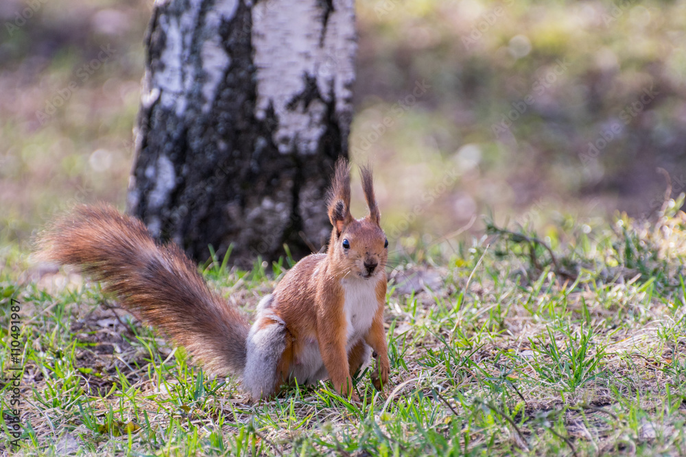 Fototapeta premium Белка весной