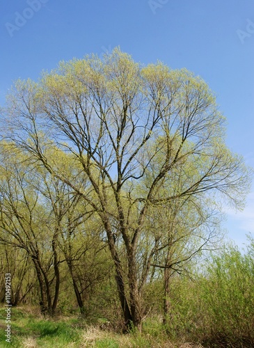 willow trees at spring