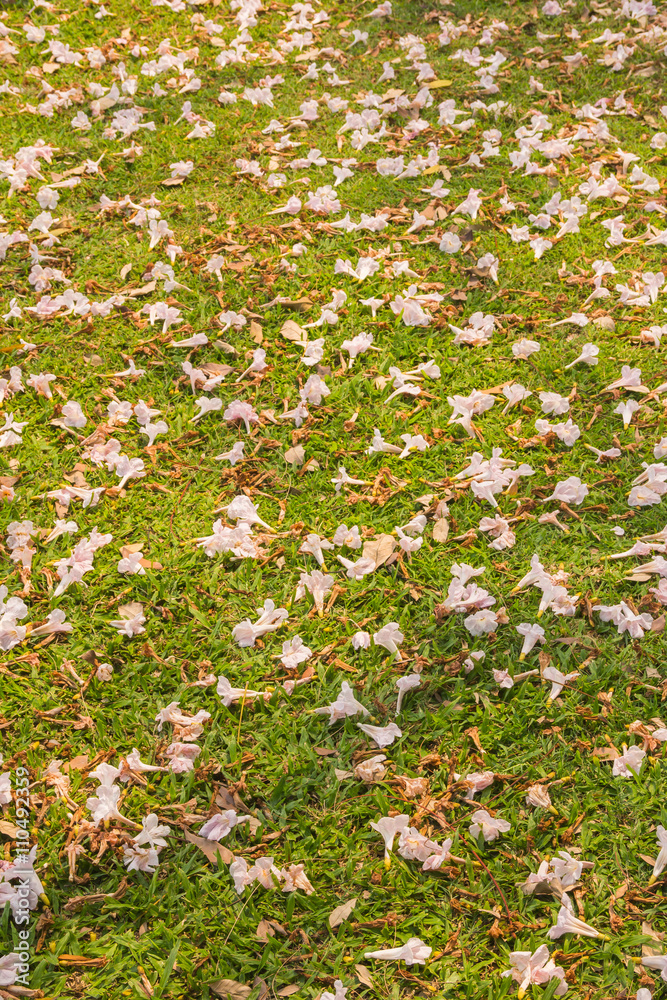 Obraz premium The flowers fall with background