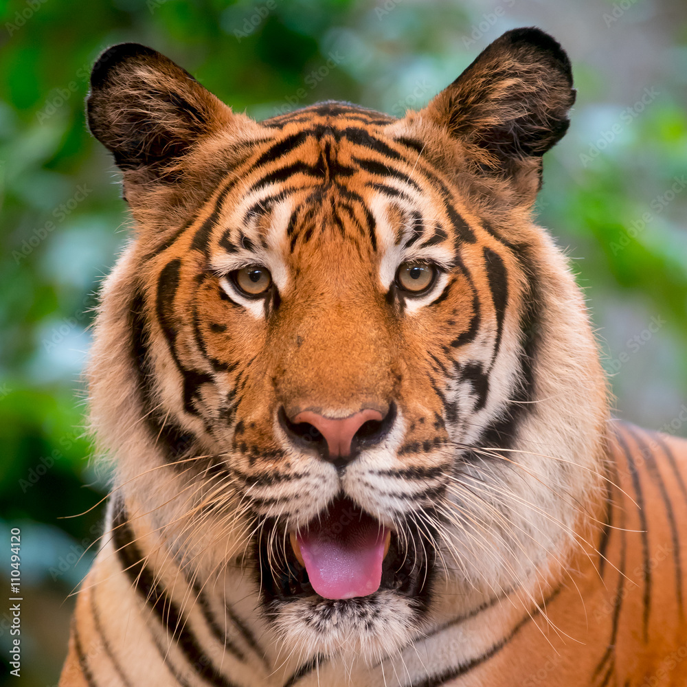 Fototapeta premium tiger in the zoo