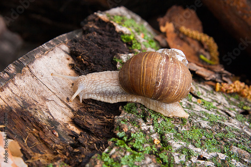 Helix pomatia, common names the Burgundy snail, Roman snail, edi © kostik2photo
