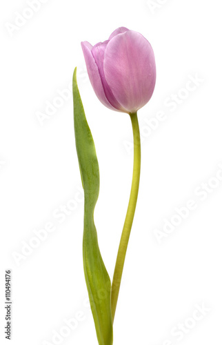 Fototapeta Naklejka Na Ścianę i Meble -  Beautiful purple tulip