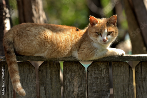 Cat sitting on a fence © marios_b