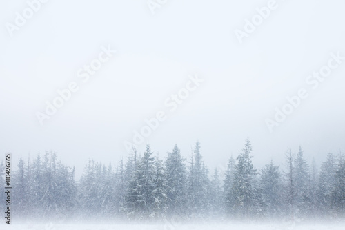 Forest in snow background © MaksymFilipchuk