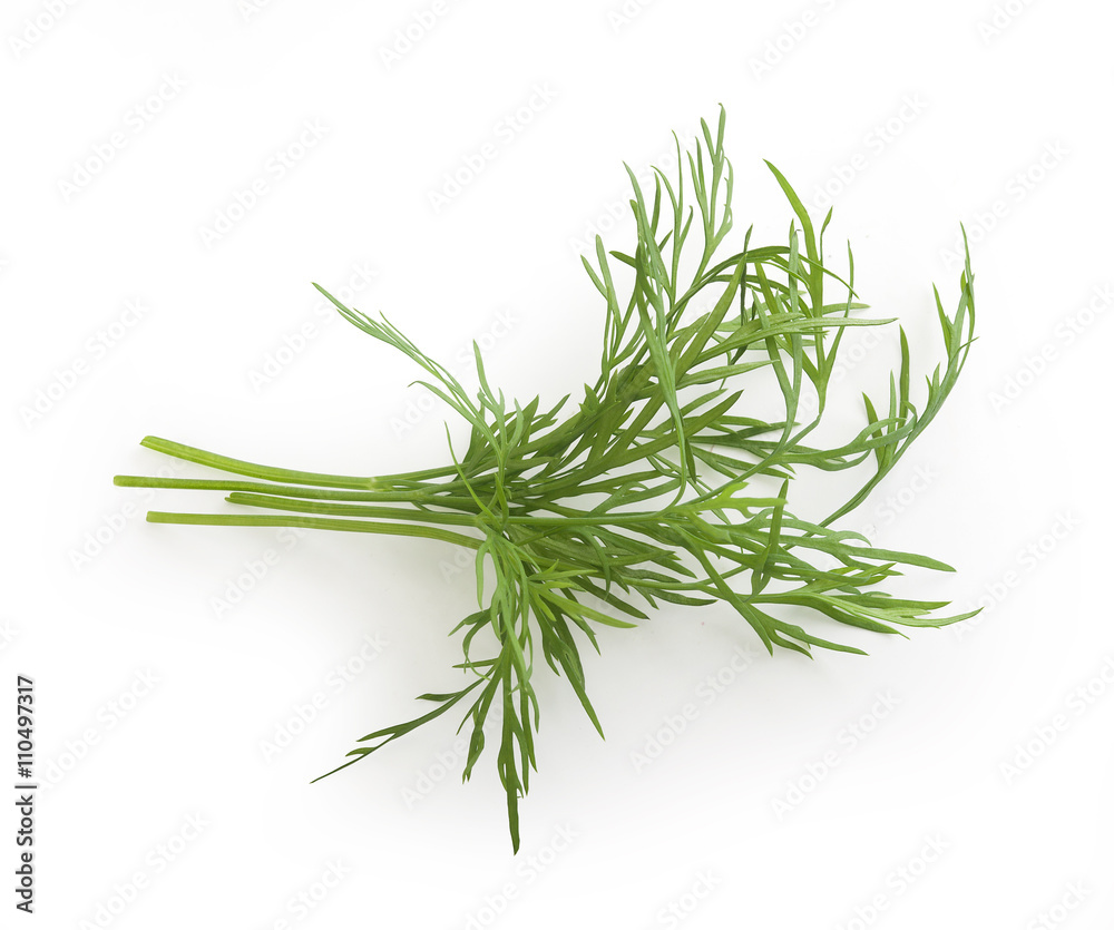 Small bundle of dill sprigs