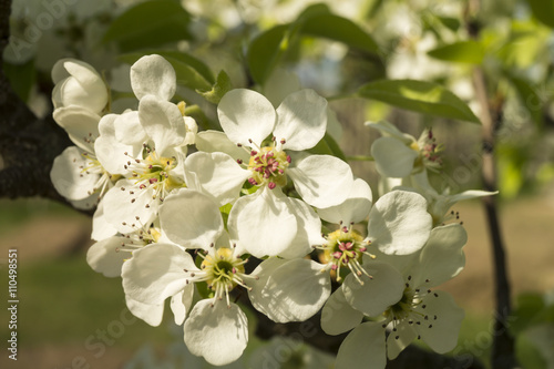 Spring flower pear tree