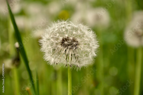 soft fluffy head faded dandelion in the meadow