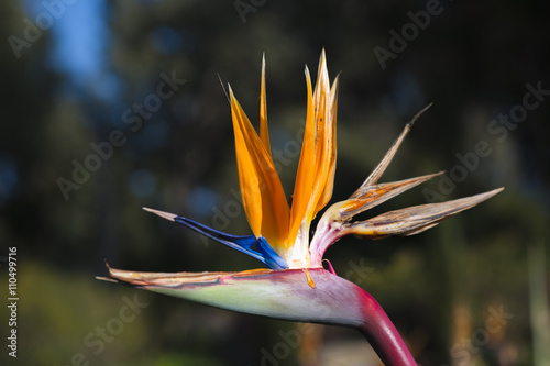 bird of paradise flowers in a garden