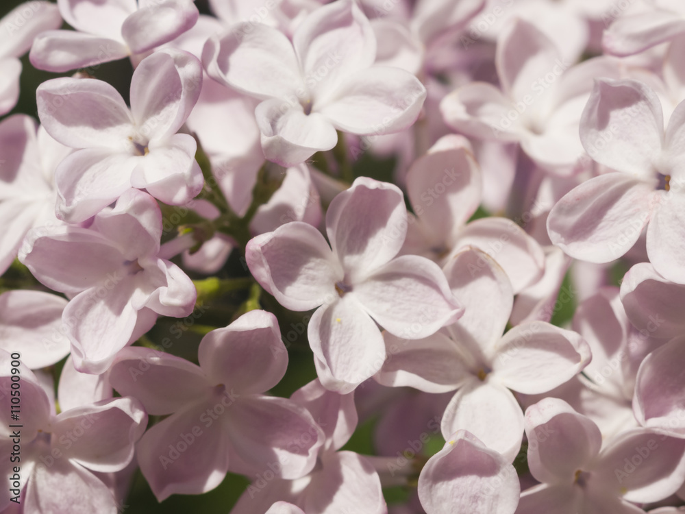 Blossom common lilac, Syringa vulgaris, background, macro, selective focus, shallow DOF Blossom common lilac, Syringa vulgaris, background, macro, selective focus, shallow DOF