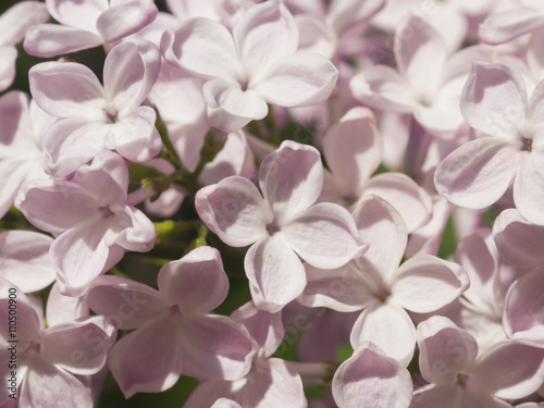 Blossom common lilac, Syringa vulgaris, background, macro, selective focus, shallow DOF