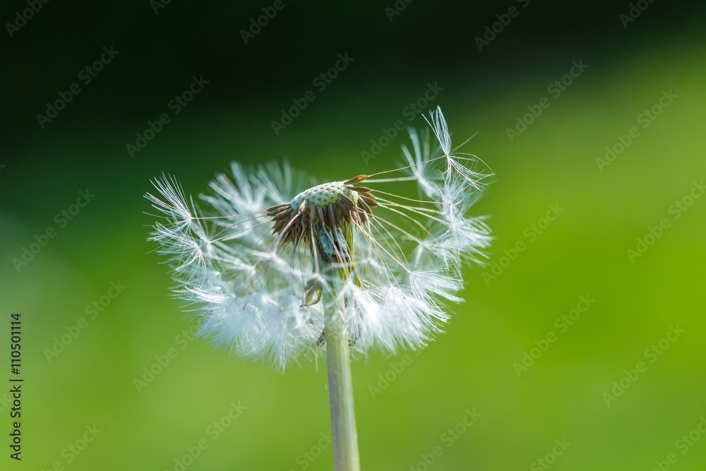 Fototapeta premium Dandelion seeds in close up