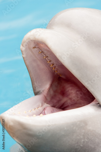Obraz na plátně Teeth of a beluga whale.