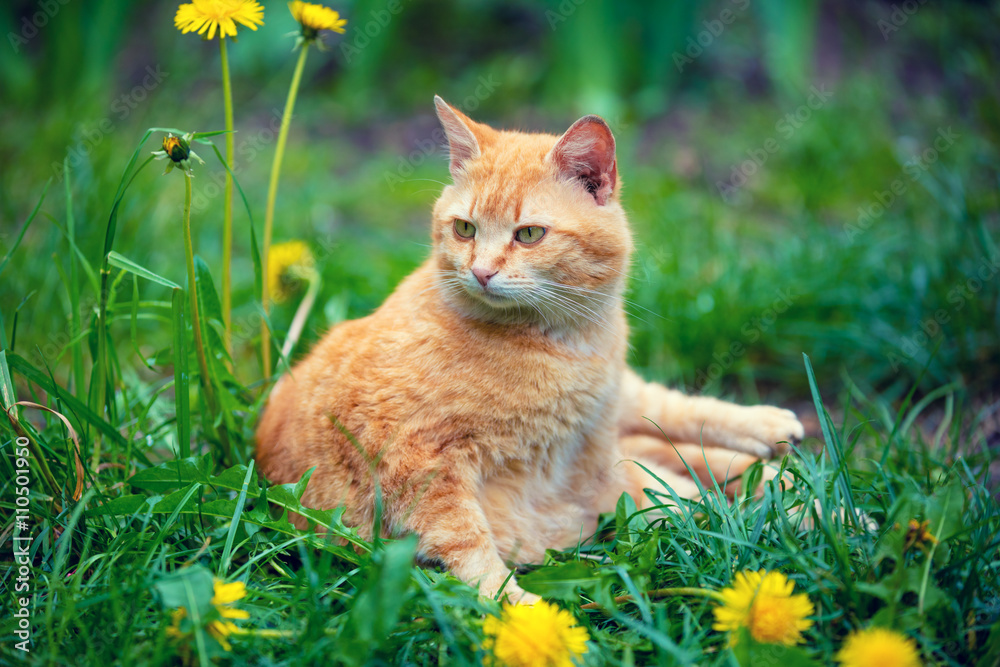 Red cat sitting on the grass