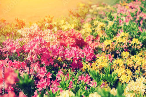 Vintage colorful rhododendron flowers in the garden © vvvita