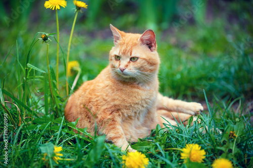 Red cat sitting on the grass