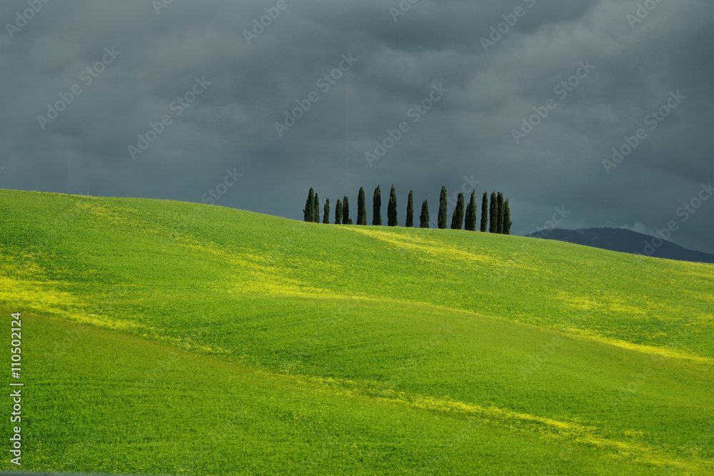 thunderstorm at a cypress grove in Tuscany