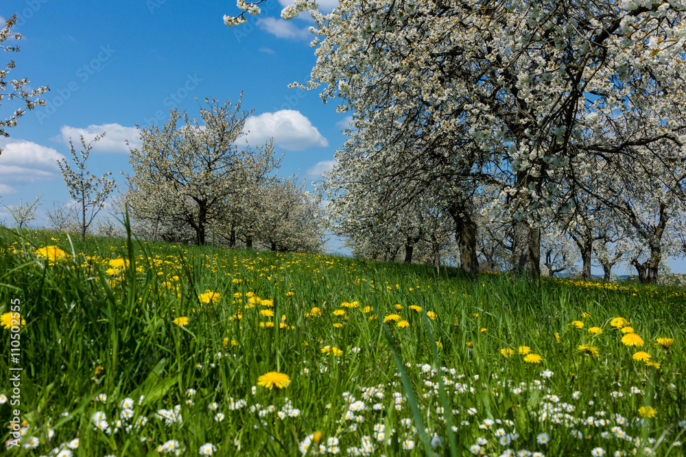 Obraz premium Kirschblüte