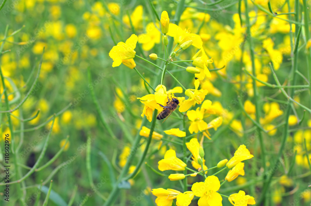 Fototapeta premium Bee collecting pollen on a rapeseed flower