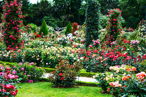 Paris- French landscape classic rose garden in the Bois de Boulogne in the Roseraie de Bagatelle photo