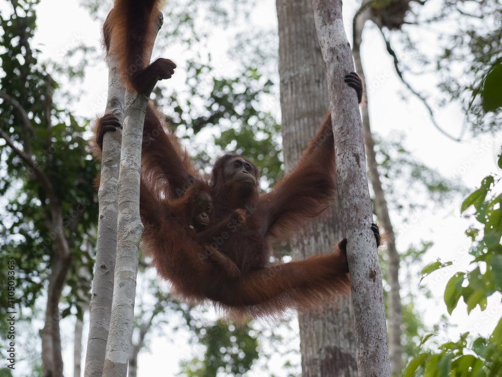 Obraz premium Mama orangutan with her baby hanging between two trees, and looks away (Tanjung Puting National Park, Borneo / Kalimantan, Indonesia)