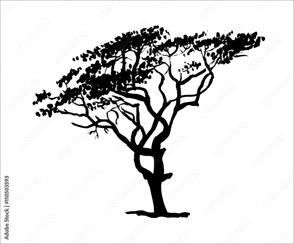 drawold sprawling foliar dry southern tree graphic vector illustration