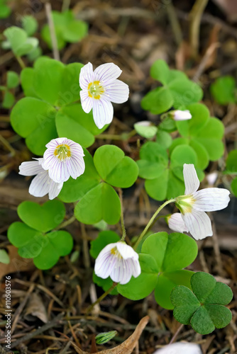 Oxalis acetosella flowers photo